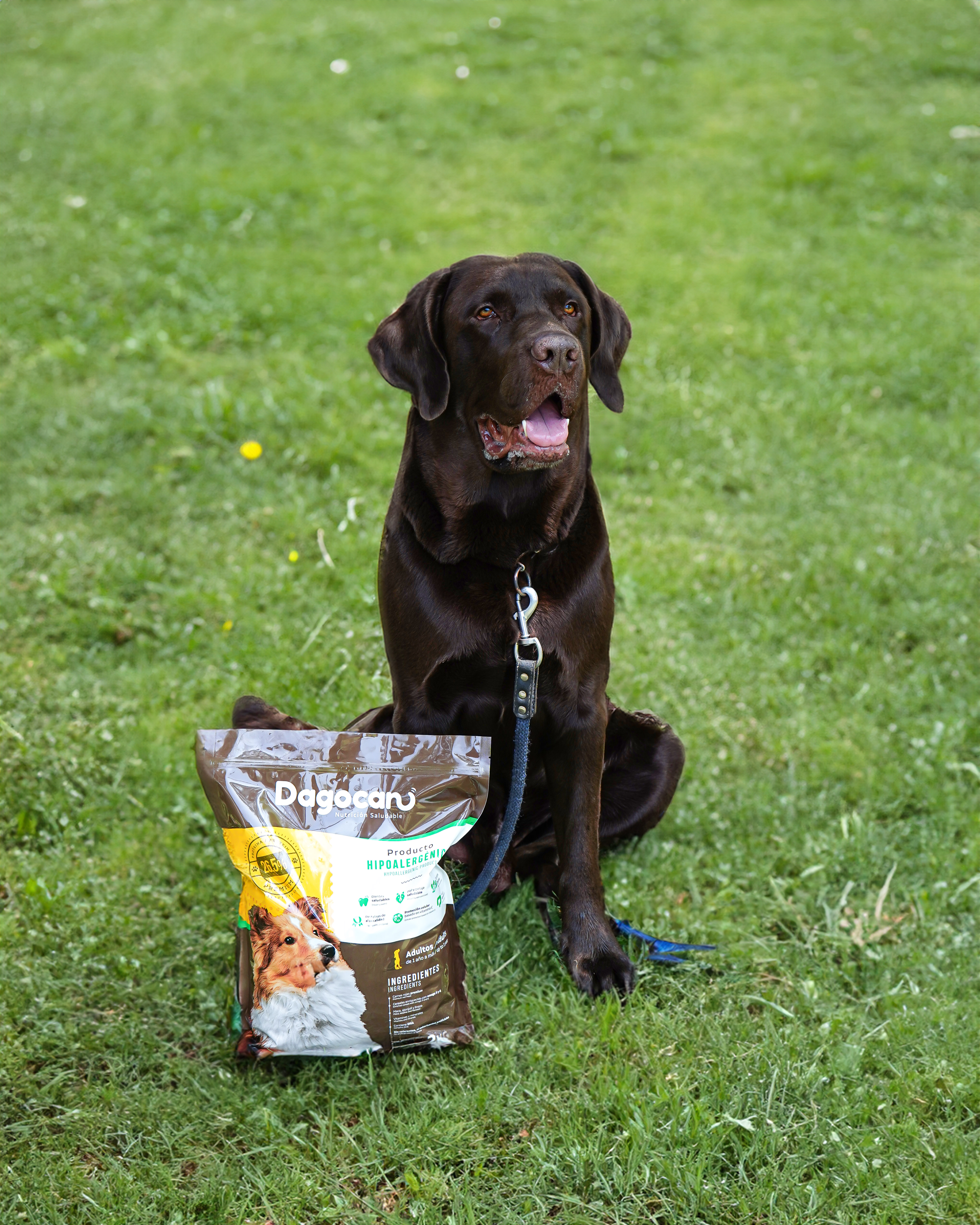 Perro feliz comiendo Dagocan